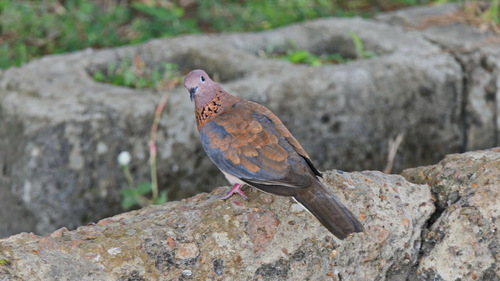 Laughing Dove