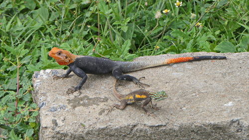 Peters's Rock Agama