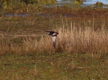 Welcome Swallow