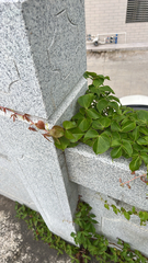 Parthenocissus dalzielii