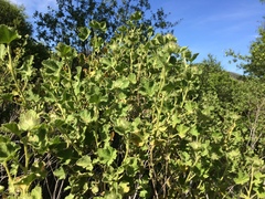 Malacothamnus lucianus