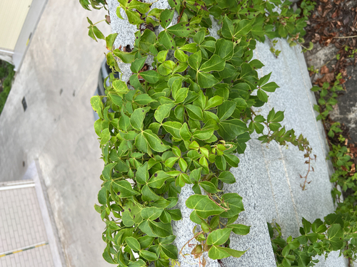Parthenocissus dalzielii, photograph 3