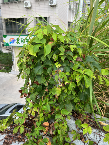 Parthenocissus dalzielii, photograph 4