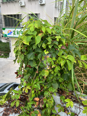 Parthenocissus dalzielii, photograph author not stated, no rights reserved