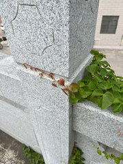 Parthenocissus dalzielii, photograph author not stated, no rights reserved