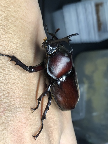 Japanese Rhinoceros Beetle