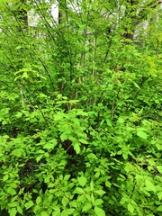 Acer negundo