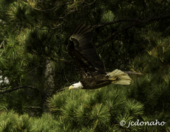 Haliaeetus leucocephalus leucocephalus