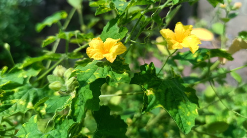 Momordica charantia macroloba