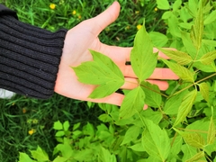 Acer negundo
