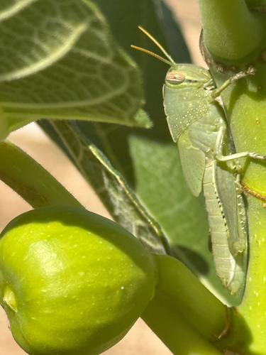 Egyptian Bird Grasshopper