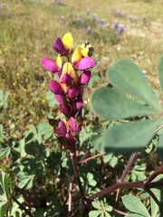 Lupinus stiversii