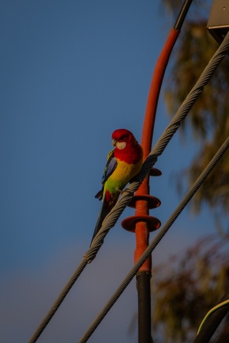 Eastern Rosella