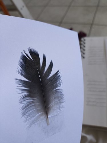 Plume de Grand Cormoran