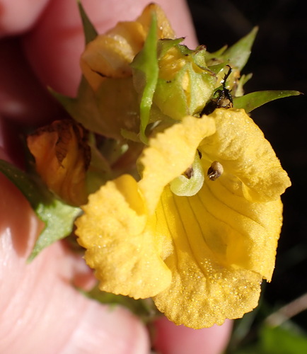 Alectra sessiliflora, photograph 6
