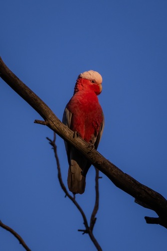 Galah