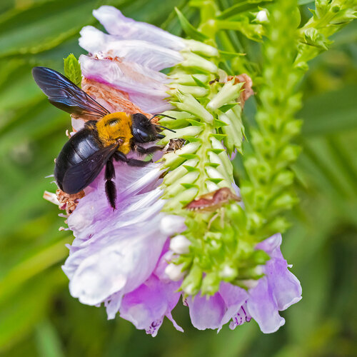 Appendiculate Carpenter Bee