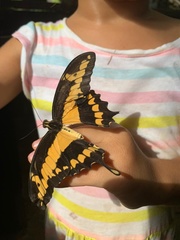 Heraclides homothoas