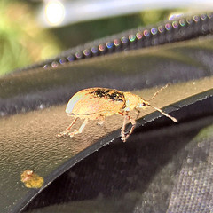 Phyllobius pyri