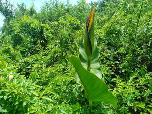 Lasimorpha senegalensis