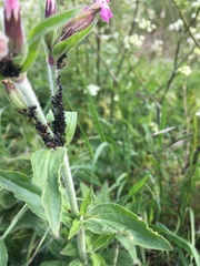 Brachycaudus lychnidis