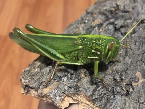 Large Green Grasshopper