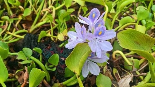 common water hyacinth