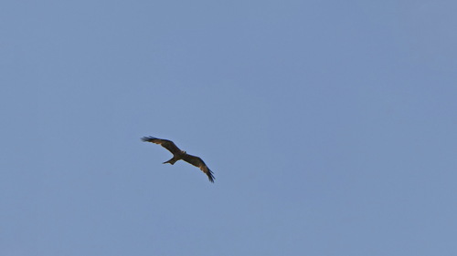 Black Kite