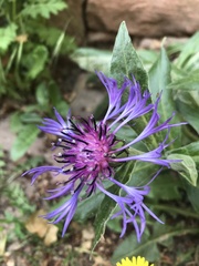Centaurea montana