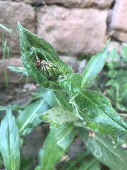 Centaurea montana