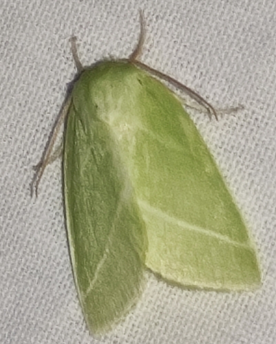 Green Silver-lines, 3981 HH Bunnik, Nederland, photo 10 of 10