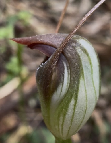maroonhood