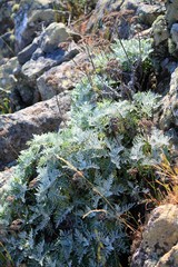 Constancea nevinii
