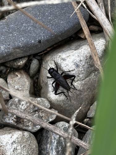 Teleogryllus infernalis
