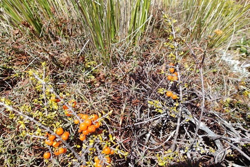 Coprosma cheesemanii