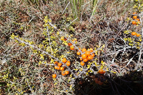 Coprosma cheesemanii, photograph 1