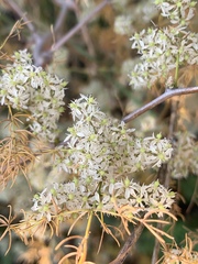 Asparagus buchananii