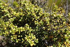 (c) Lorraine Cook, some rights reserved (CC BY) Coprosma pseudocuneata, photograph (c) Lorraine Cook, some rights reserved (CC BY)