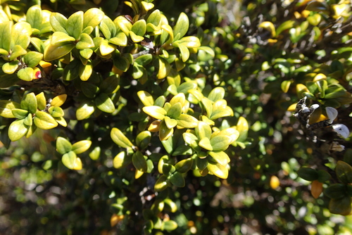 Coprosma pseudocuneata, photograph 2