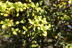 (c) Lorraine Cook, some rights reserved (CC BY) Coprosma pseudocuneata, photograph (c) Lorraine Cook, some rights reserved (CC BY)