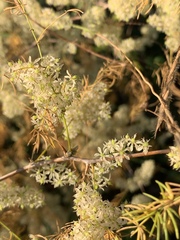 Asparagus buchananii