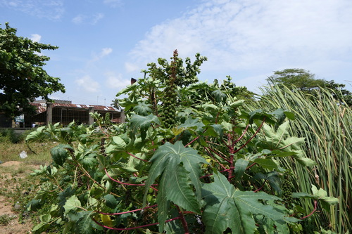castor bean