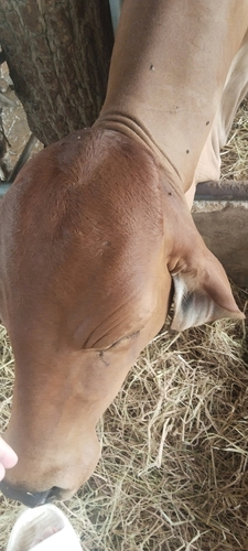Domestic Cattle