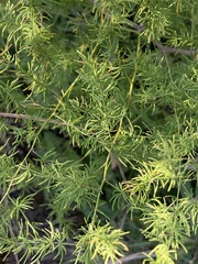 Asparagus buchananii