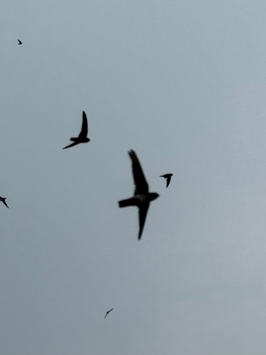 Plume-toed Swiftlet