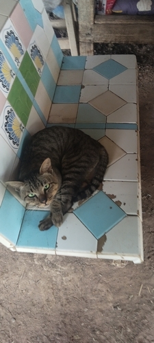 Domestic Cat