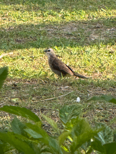 Yellow-vented Bulbul