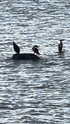 Great Cormorant