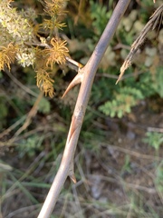 Asparagus buchananii