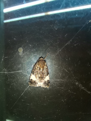 Four-spotted Moth